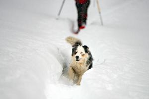 cachorro de olhos azuis no fundo de neve foto