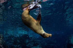 foca-leão-marinho debaixo d'água enquanto mergulha galápagos foto