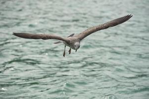 gaivota voando para você foto