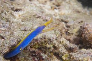 uma moreia de enguia amarela e azul em sipadan, borneo, malásia foto