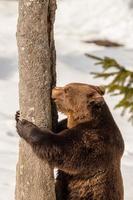 urso pardo andando na neve foto