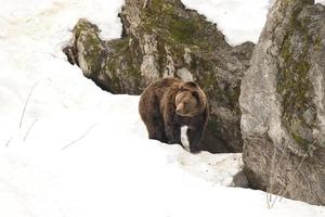 urso preto isolado pardo pardo andando na neve foto