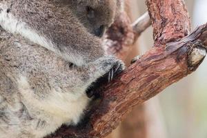 coala selvagem dormindo em uma árvore foto