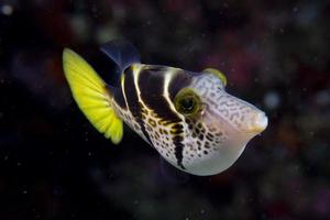 um retrato de peixe colorido em cebu filipinas foto