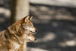 um lobo cinzento isolado na neve enquanto olha para você foto