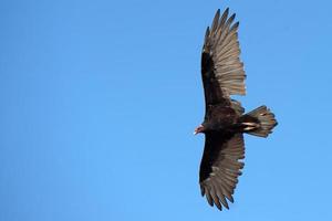 abutre voando no céu azul profundo foto