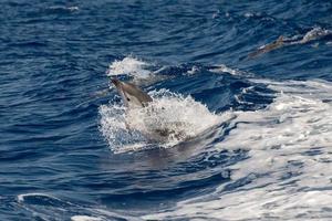 golfinhos pulando no mar azul profundo foto