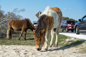 assateague cavalo bebê jovem cachorrinho pônei selvagem foto