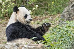 panda gigante comendo bambu foto