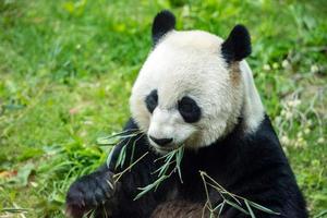 panda gigante comendo bambu foto