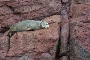 focas de leão-marinho relaxantes foto