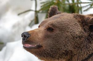 urso pardo no fundo de neve foto