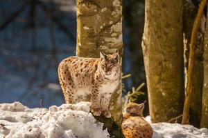 retrato de lince no fundo de neve foto