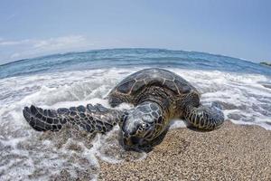 tartaruga verde na praia no Havaí foto