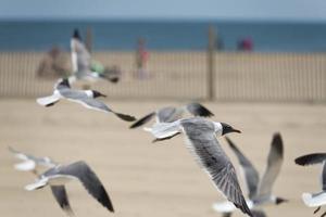 gaivotas na praia de maryland da cidade do oceano foto