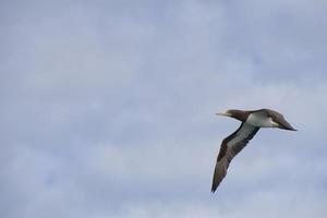 pássaro gannet enquanto voa foto