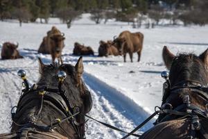 bisão europeu em fundo de neve foto