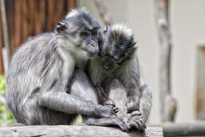 dois macacos de mãos dadas foto