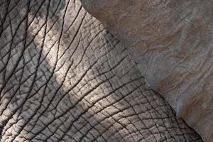 detalhe de close-up de pele de elefante foto