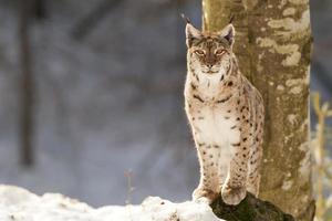 lince no fundo de neve enquanto olha para você foto