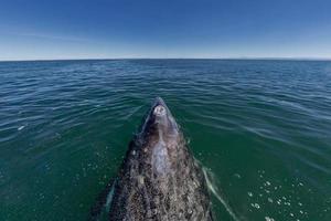 nariz de baleia cinzenta viajando oceano pacífico foto