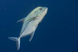 peixe gigante de atum trevally caranx foto