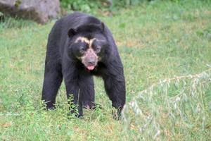 retrato de urso de óculos enquanto olhava para você foto