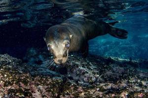 foca-leão-marinho debaixo d'água enquanto mergulha galápagos foto