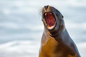 rugido do selo do leão marinho foto
