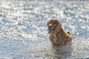 cachorro cocker spaniel brincando na água foto