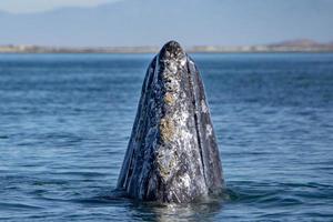 nariz de baleia cinzenta curioso viajando oceano pacífico foto