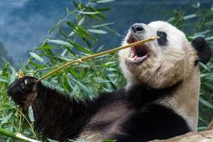 panda gigante comendo bambu foto