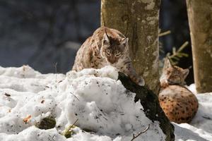 dois linces no fundo da neve enquanto olha para você foto