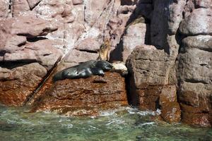 focas de leão-marinho relaxantes foto