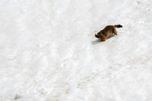 retrato de dia de marmota de porco à terra correndo na neve foto