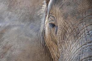 olho de elefante close-up no parque kruger na áfrica do sul foto
