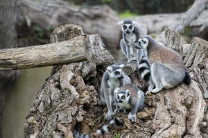 família de macacos lêmures na grama foto