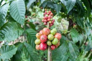 sementes de café maduras da ilha indonésia bali foto
