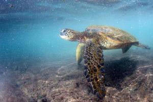 tartaruga verde debaixo d'água perto da costa foto