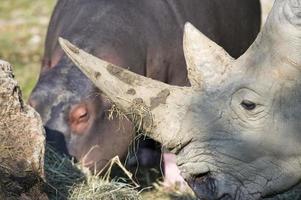 retrato de rinoceronte branco com um hipopótamo foto