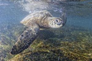 tartaruga verde debaixo d'água perto da costa foto