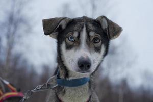 trenó com cachorro de trenó na lapônia no inverno foto