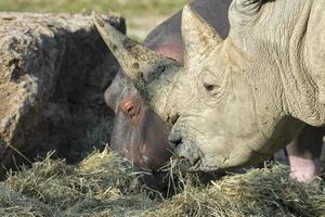 rinoceronte branco e hipopótamo enquanto comem juntos foto