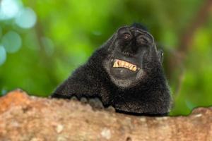 macaco preto com crista sorridente na floresta foto