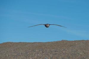 pássaro petrel da patagônia enquanto voa foto