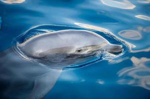 golfinho sorrindo close-up retrato foto