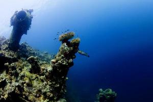 um peixe papagaio perto de naufrágio no mar vermelho foto