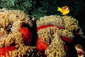 peixe-palhaço na anêmona vermelha e marrom sobre o fundo preto foto