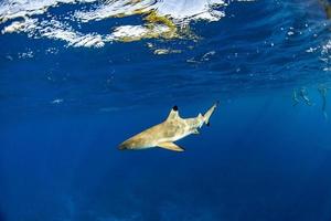 nadando com tubarões no oceano azul da polinésia foto