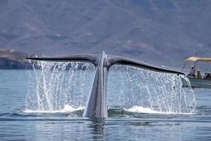 observação de baleias azuis em baja califórnia foto